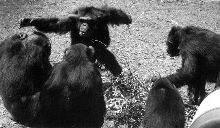 Иллюстрация к книге — Истоки морали. В поисках человеческого у приматов [i_031.jpg]