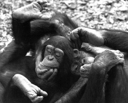 Иллюстрация к книге — Истоки морали. В поисках человеческого у приматов [i_033.jpg]