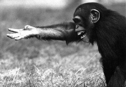 Иллюстрация к книге — Истоки морали. В поисках человеческого у приматов [i_034.jpg]