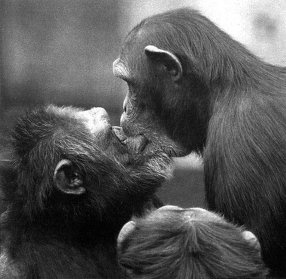 Иллюстрация к книге — Истоки морали. В поисках человеческого у приматов [i_036.jpg]