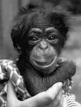 Иллюстрация к книге — Истоки морали. В поисках человеческого у приматов [i_038.jpg]