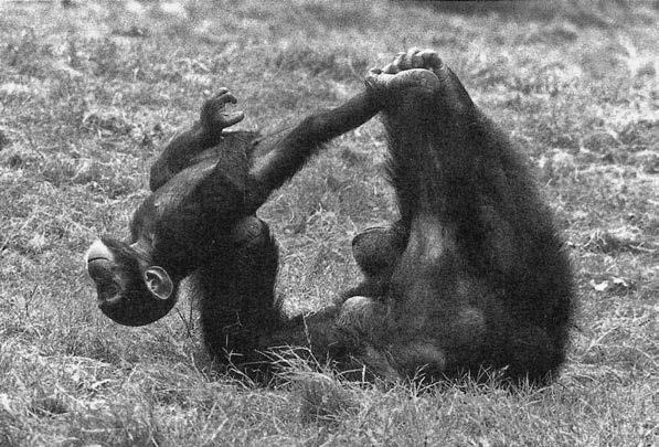 Иллюстрация к книге — Политика у шимпанзе. Власть и секс у приматов [i_008.jpg]