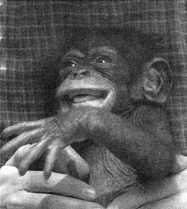 Иллюстрация к книге — Политика у шимпанзе. Власть и секс у приматов [i_014.jpg]