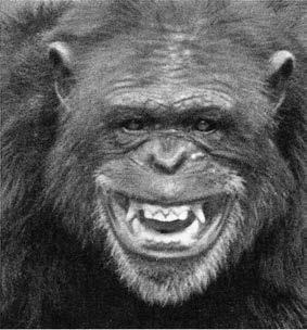 Иллюстрация к книге — Политика у шимпанзе. Власть и секс у приматов [i_015.jpg]