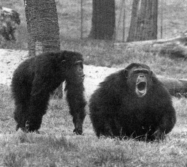 Иллюстрация к книге — Политика у шимпанзе. Власть и секс у приматов [i_020.jpg]