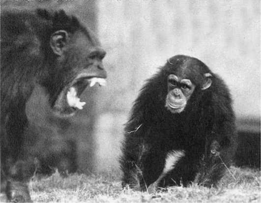 Иллюстрация к книге — Политика у шимпанзе. Власть и секс у приматов [i_021.jpg]