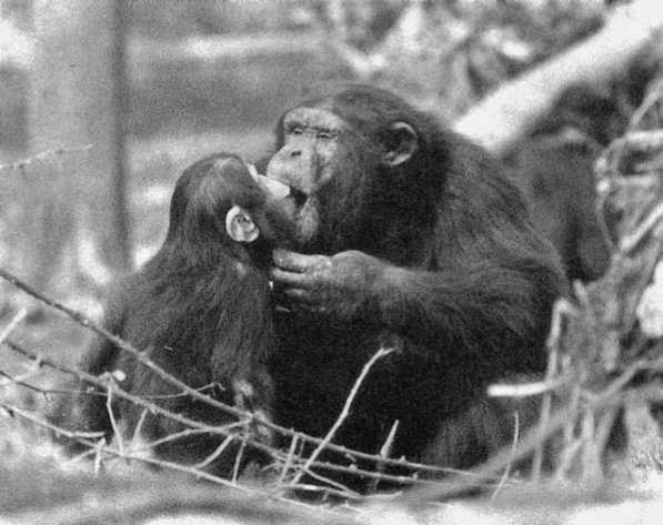 Иллюстрация к книге — Политика у шимпанзе. Власть и секс у приматов [i_024.jpg]