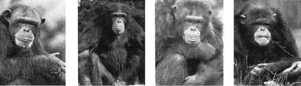 Иллюстрация к книге — Политика у шимпанзе. Власть и секс у приматов [i_029.jpg]