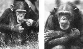 Иллюстрация к книге — Политика у шимпанзе. Власть и секс у приматов [i_031.jpg]