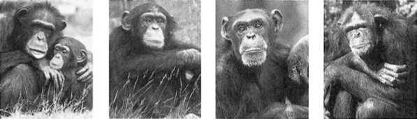 Иллюстрация к книге — Политика у шимпанзе. Власть и секс у приматов [i_032.jpg]