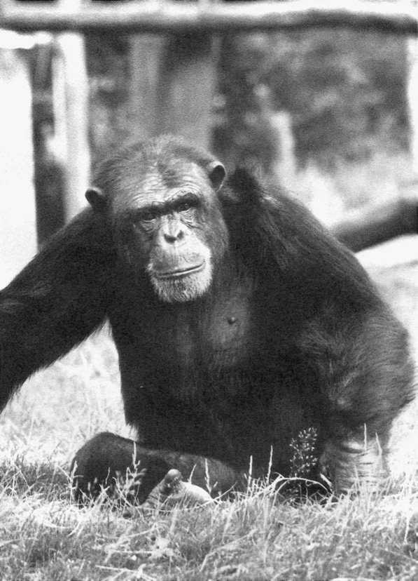 Иллюстрация к книге — Политика у шимпанзе. Власть и секс у приматов [i_038.jpg]