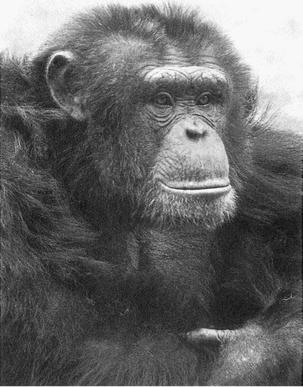 Иллюстрация к книге — Политика у шимпанзе. Власть и секс у приматов [i_046.jpg]