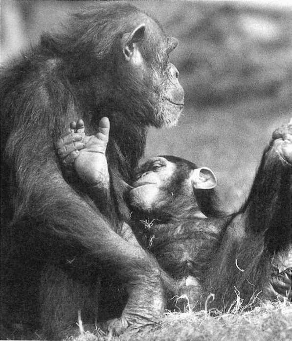 Иллюстрация к книге — Политика у шимпанзе. Власть и секс у приматов [i_047.jpg]