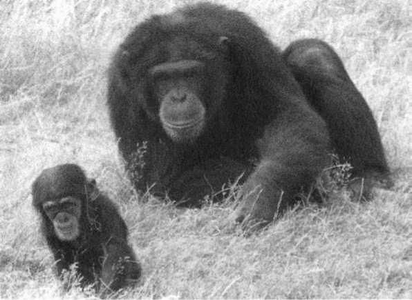 Иллюстрация к книге — Политика у шимпанзе. Власть и секс у приматов [i_048.jpg]