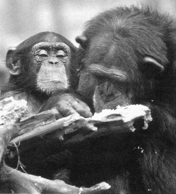 Иллюстрация к книге — Политика у шимпанзе. Власть и секс у приматов [i_053.jpg]