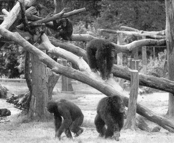 Иллюстрация к книге — Политика у шимпанзе. Власть и секс у приматов [i_060.jpg]