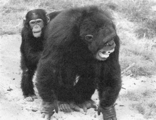 Иллюстрация к книге — Политика у шимпанзе. Власть и секс у приматов [i_064.jpg]