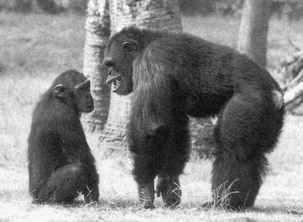 Иллюстрация к книге — Политика у шимпанзе. Власть и секс у приматов [i_066.jpg]