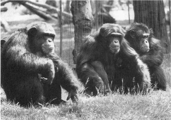 Иллюстрация к книге — Политика у шимпанзе. Власть и секс у приматов [i_068.jpg]