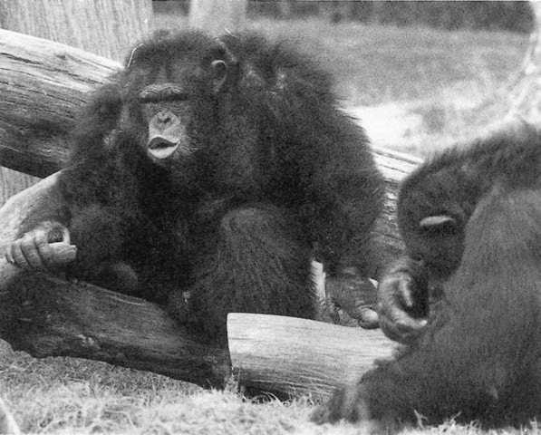 Иллюстрация к книге — Политика у шимпанзе. Власть и секс у приматов [i_069.jpg]