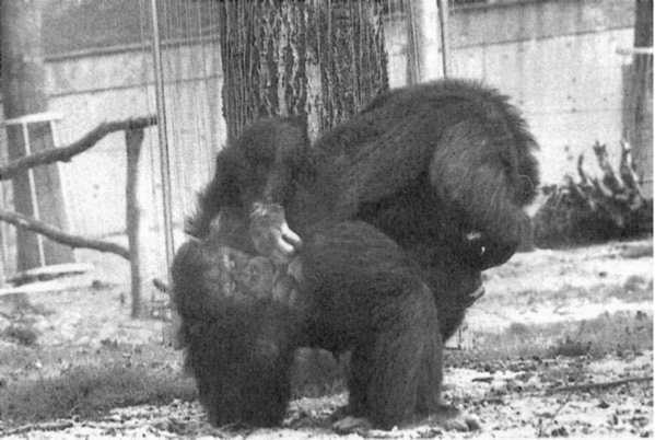 Иллюстрация к книге — Политика у шимпанзе. Власть и секс у приматов [i_073.jpg]