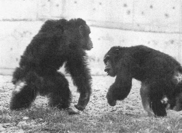 Иллюстрация к книге — Политика у шимпанзе. Власть и секс у приматов [i_075.jpg]