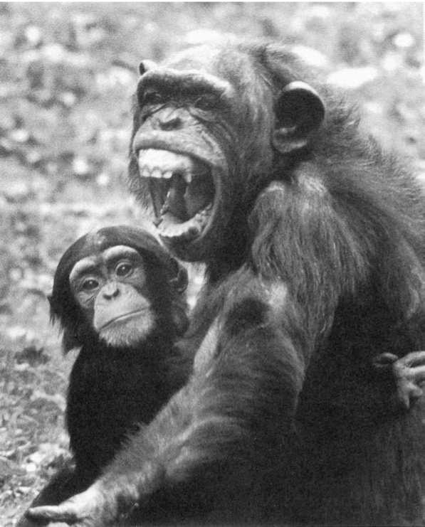 Иллюстрация к книге — Политика у шимпанзе. Власть и секс у приматов [i_076.jpg]