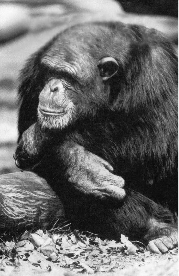 Иллюстрация к книге — Политика у шимпанзе. Власть и секс у приматов [i_077.jpg]