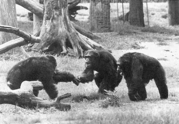 Иллюстрация к книге — Политика у шимпанзе. Власть и секс у приматов [i_078.jpg]