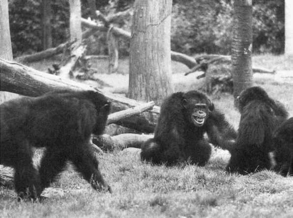 Иллюстрация к книге — Политика у шимпанзе. Власть и секс у приматов [i_080.jpg]