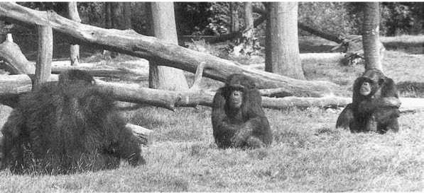 Иллюстрация к книге — Политика у шимпанзе. Власть и секс у приматов [i_081.jpg]