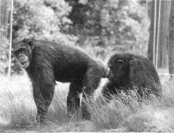 Иллюстрация к книге — Политика у шимпанзе. Власть и секс у приматов [i_089.jpg]