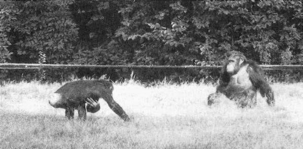 Иллюстрация к книге — Политика у шимпанзе. Власть и секс у приматов [i_093.jpg]