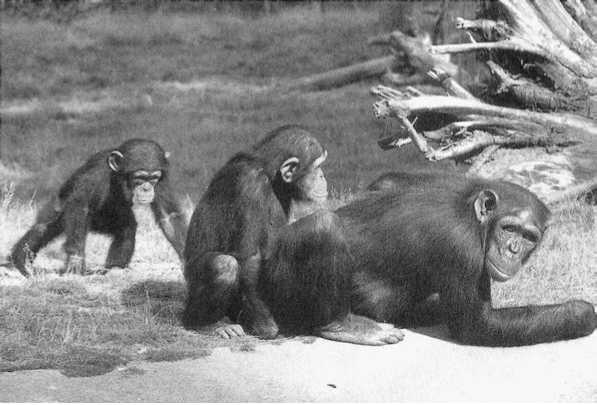 Иллюстрация к книге — Политика у шимпанзе. Власть и секс у приматов [i_097.jpg]