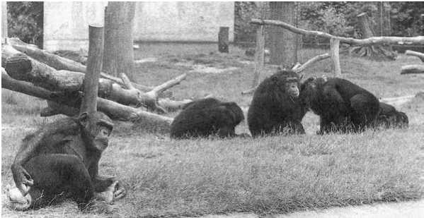 Иллюстрация к книге — Политика у шимпанзе. Власть и секс у приматов [i_101.jpg]