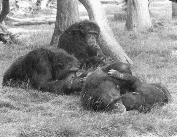 Иллюстрация к книге — Политика у шимпанзе. Власть и секс у приматов [i_102.jpg]