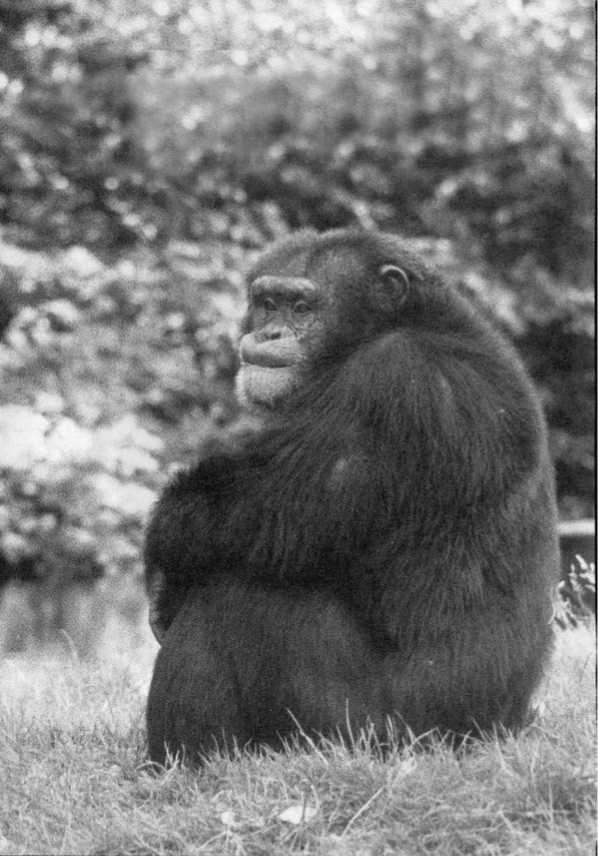 Иллюстрация к книге — Политика у шимпанзе. Власть и секс у приматов [i_103.jpg]