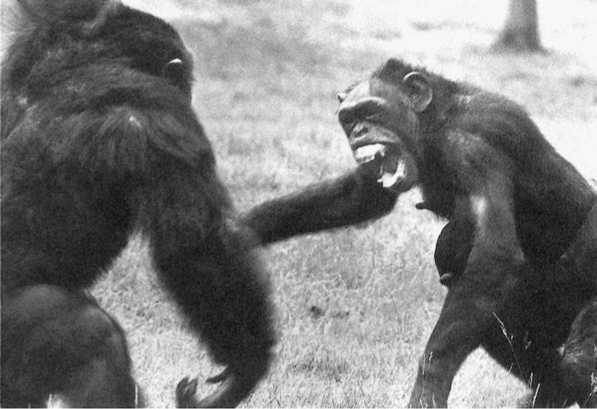 Иллюстрация к книге — Политика у шимпанзе. Власть и секс у приматов [i_105.jpg]