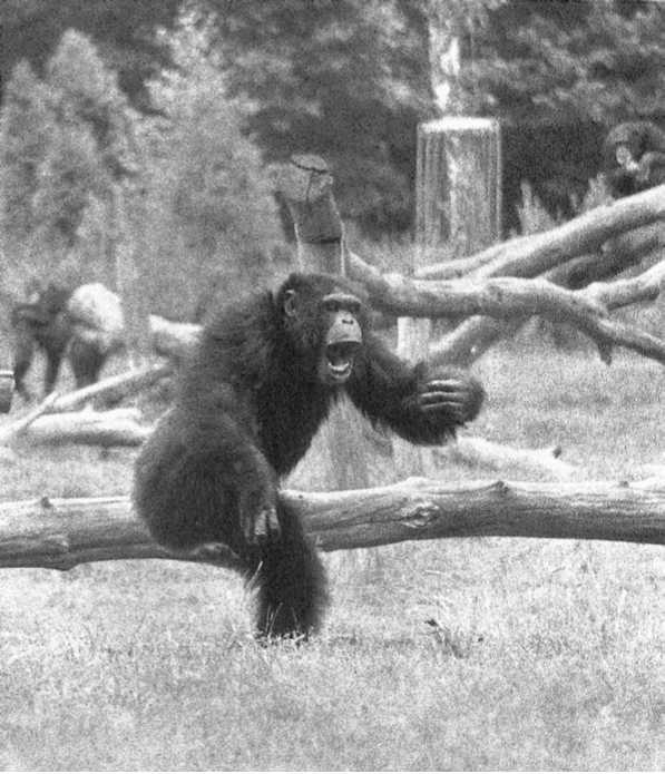 Иллюстрация к книге — Политика у шимпанзе. Власть и секс у приматов [i_106.jpg]