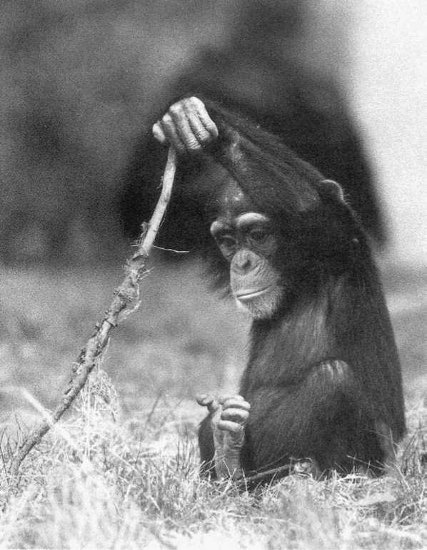 Иллюстрация к книге — Политика у шимпанзе. Власть и секс у приматов [i_107.jpg]