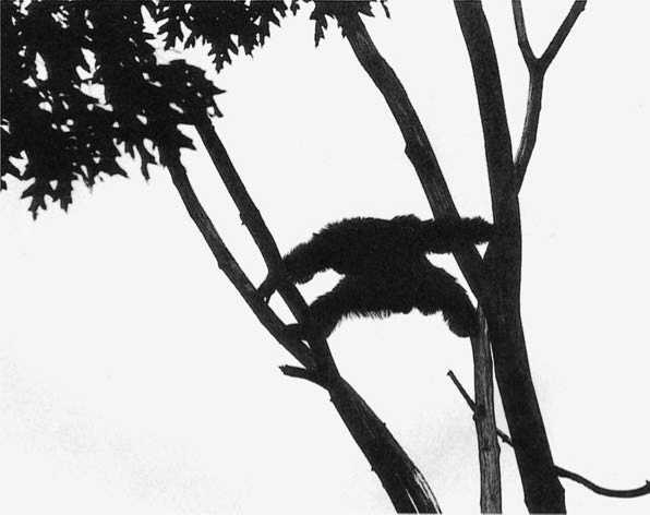 Иллюстрация к книге — Политика у шимпанзе. Власть и секс у приматов [i_109.jpg]