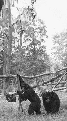 Иллюстрация к книге — Политика у шимпанзе. Власть и секс у приматов [i_112.jpg]