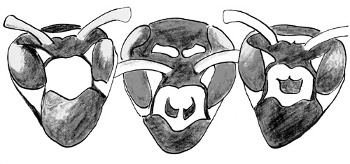 Иллюстрация к книге — Достаточно ли мы умны, чтобы судить об уме животных? [i_011.jpg]