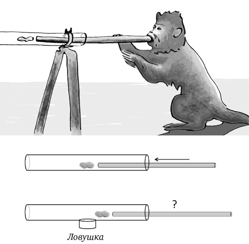 Иллюстрация к книге — Достаточно ли мы умны, чтобы судить об уме животных? [i_014.jpg]