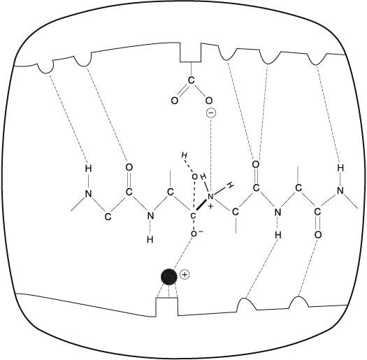 Иллюстрация к книге — Жизнь на грани. Ваша первая книга о квантовой биологии [i_006.jpg]