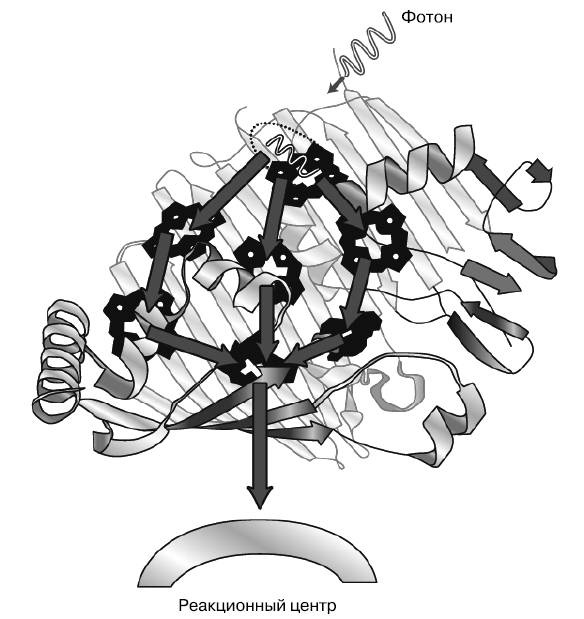 Иллюстрация к книге — Жизнь на грани. Ваша первая книга о квантовой биологии [i_015.jpg]