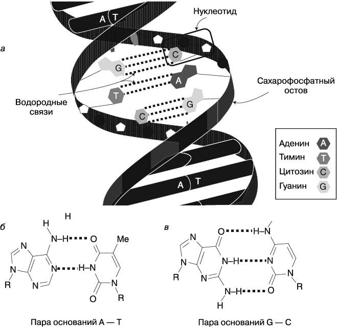Иллюстрация к книге — Жизнь на грани. Ваша первая книга о квантовой биологии [i_022.jpg]
