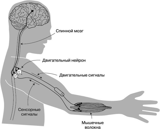 Иллюстрация к книге — Жизнь на грани. Ваша первая книга о квантовой биологии [i_026.jpg]