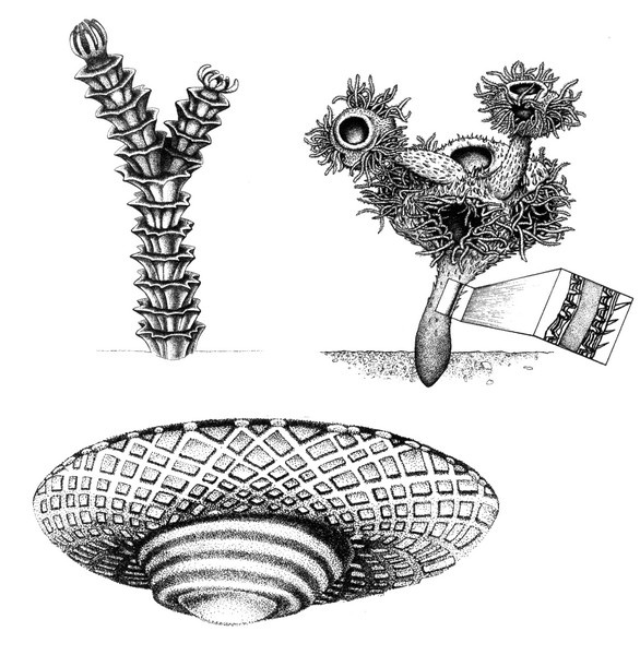 Иллюстрация к книге — Летающие жирафы, мамонты-блондины, карликовые коровы... От палеонтологических реконструкций к предсказаниям будущего Земли [i_002.jpg]