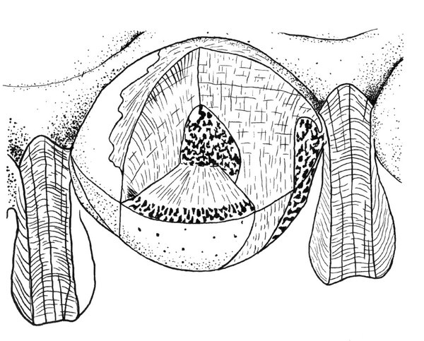 Иллюстрация к книге — Летающие жирафы, мамонты-блондины, карликовые коровы... От палеонтологических реконструкций к предсказаниям будущего Земли [i_006.jpg]